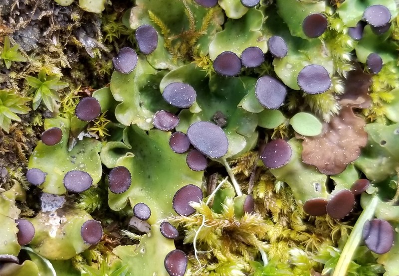 Felt Lichen photo 4