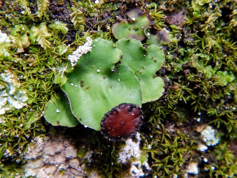 Felt Lichen photo 5