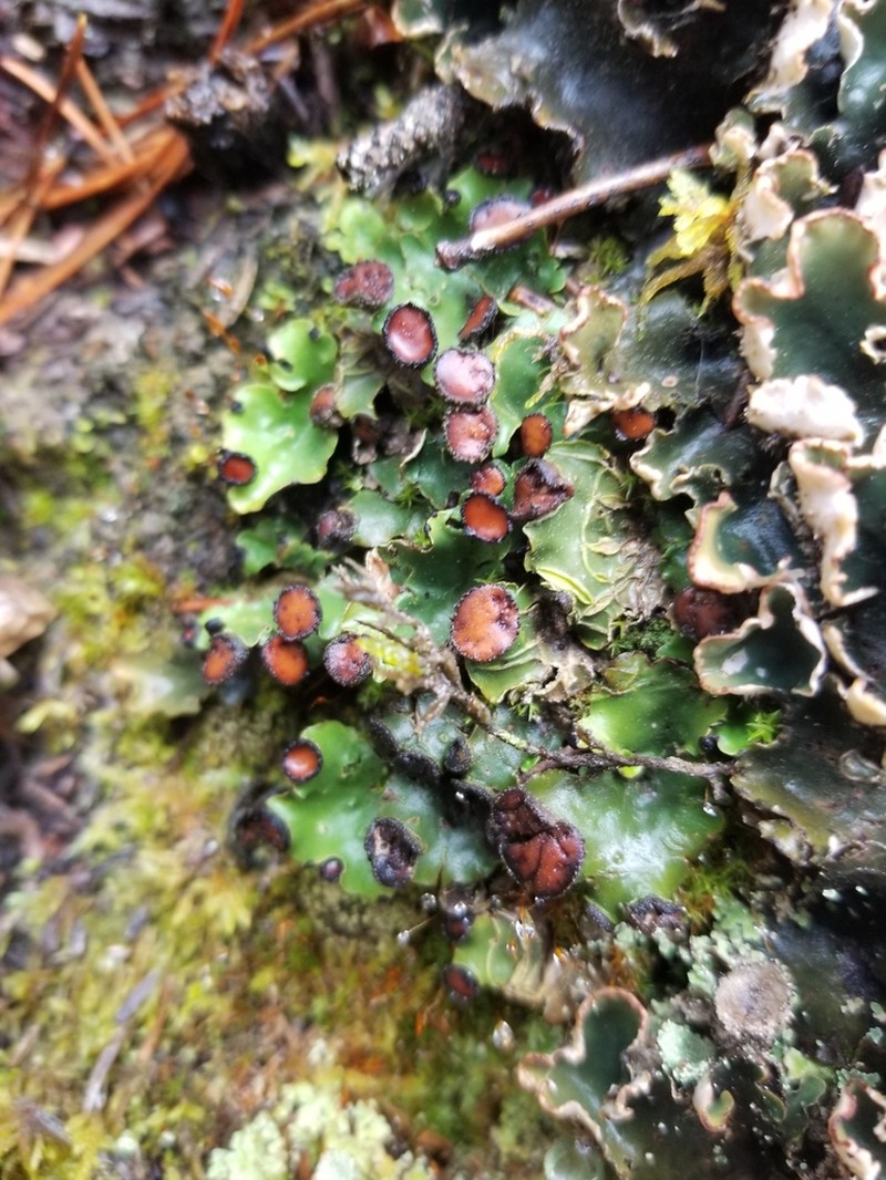 Felt Lichen photo 6