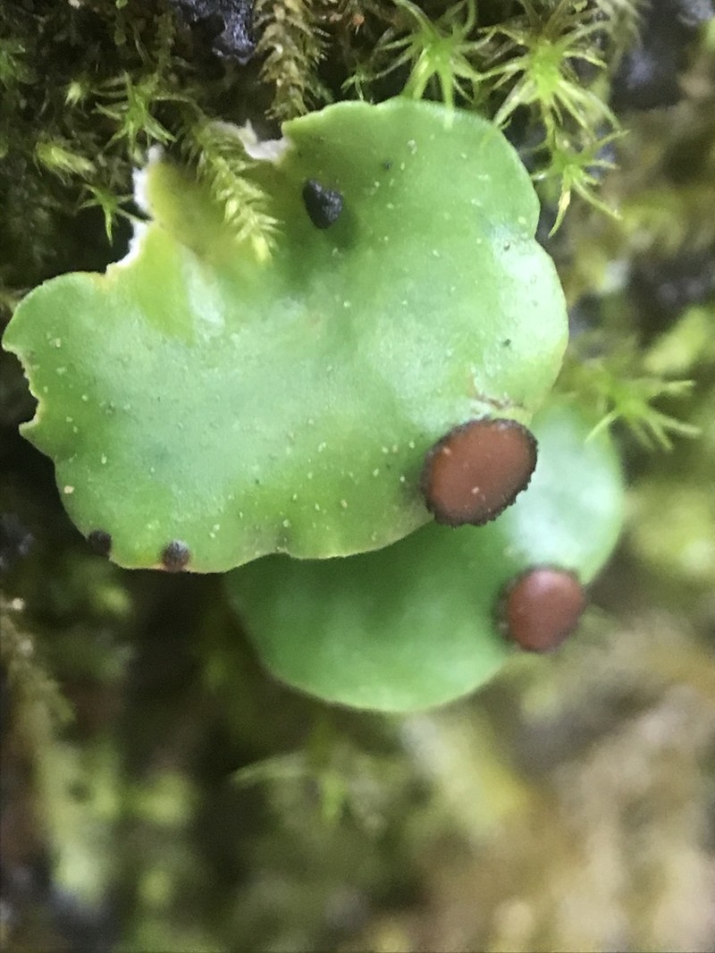 Felt Lichen photo 7
