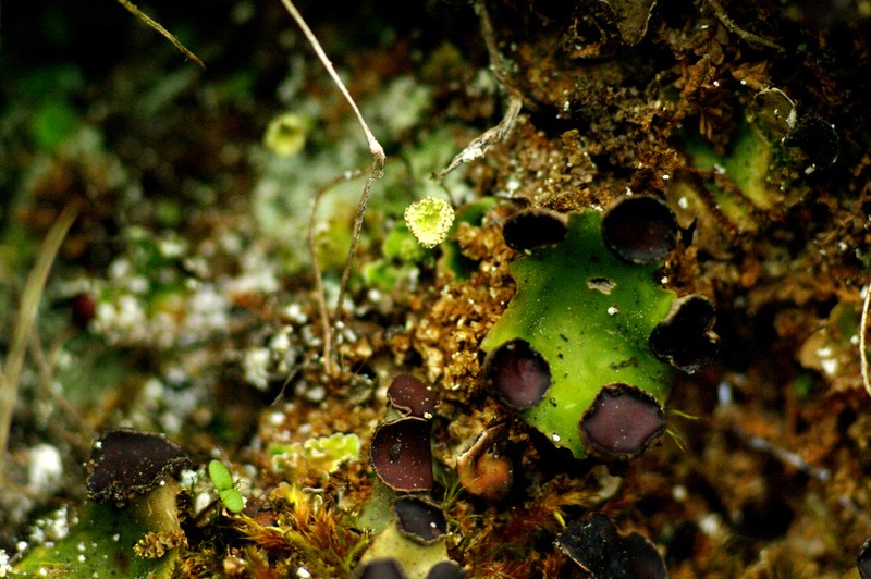 Felt Lichen photo 8