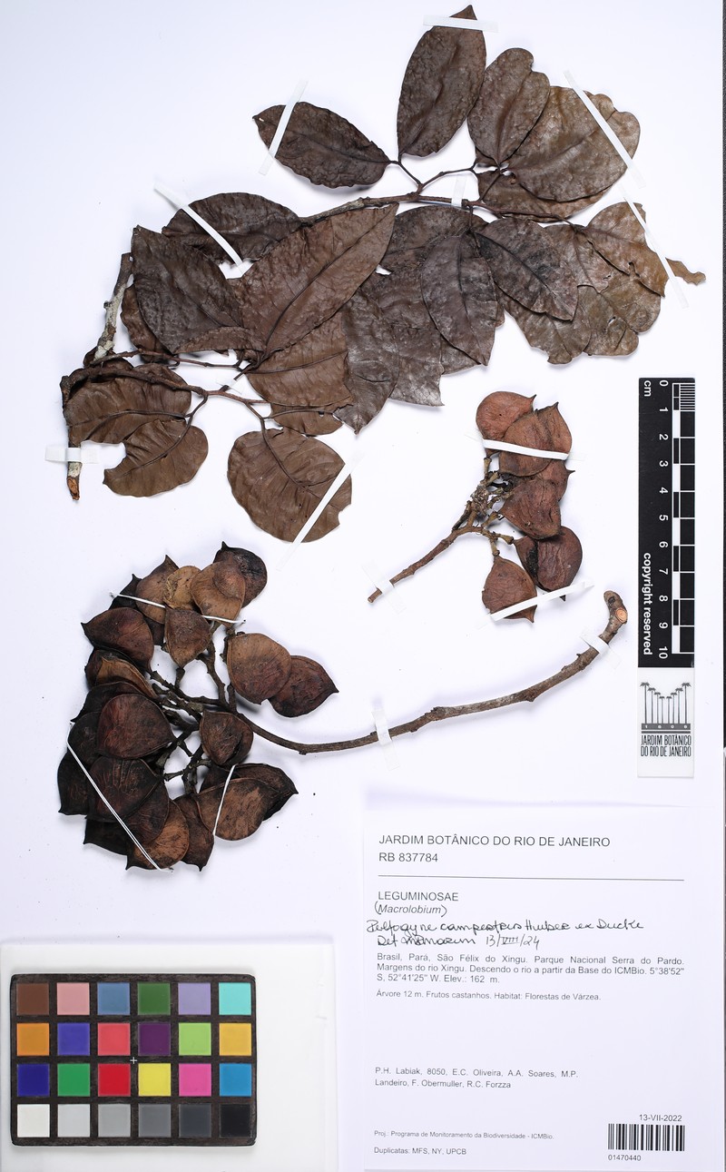 Peltogyne campestris