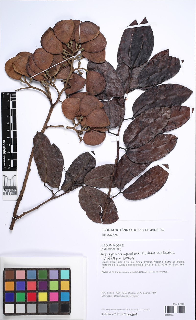 Peltogyne campestris photo 2