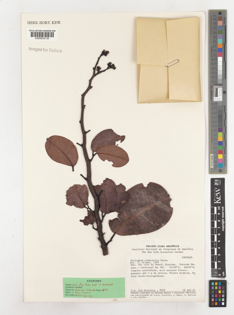 Peltogyne campestris photo 4