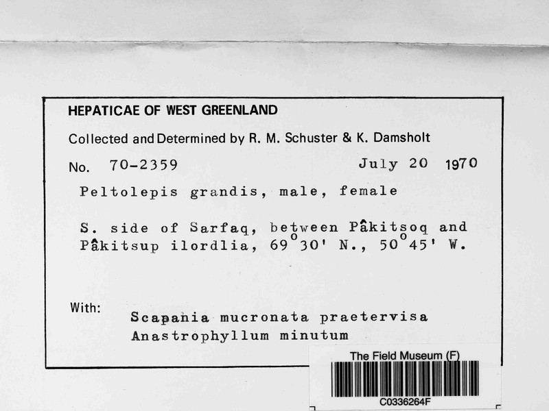 Peltolepis grandis photo 3