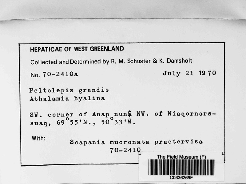 Peltolepis grandis photo 4