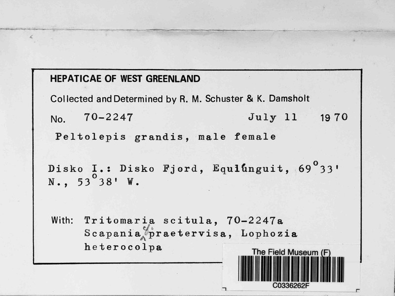 Peltolepis grandis photo 5