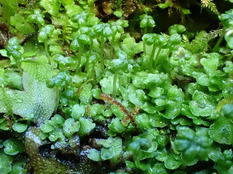 Peltolepis quadrata photo 7