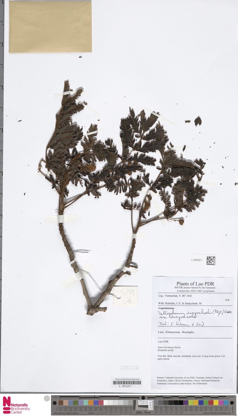 Peltophorum dasyrhachis var. dasyrhachis