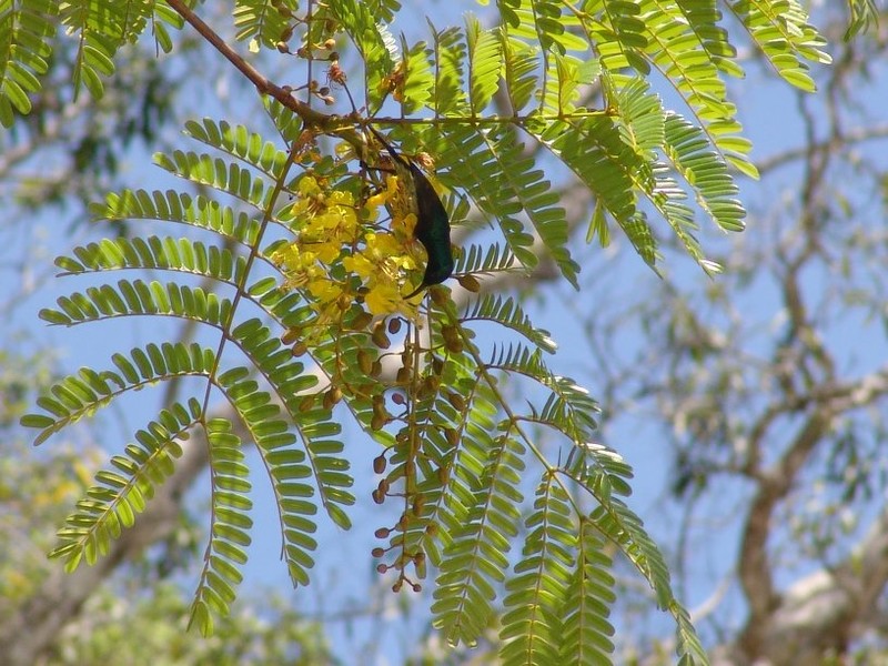 Peltophorum dasyrhachis var. dasyrhachis photo 2