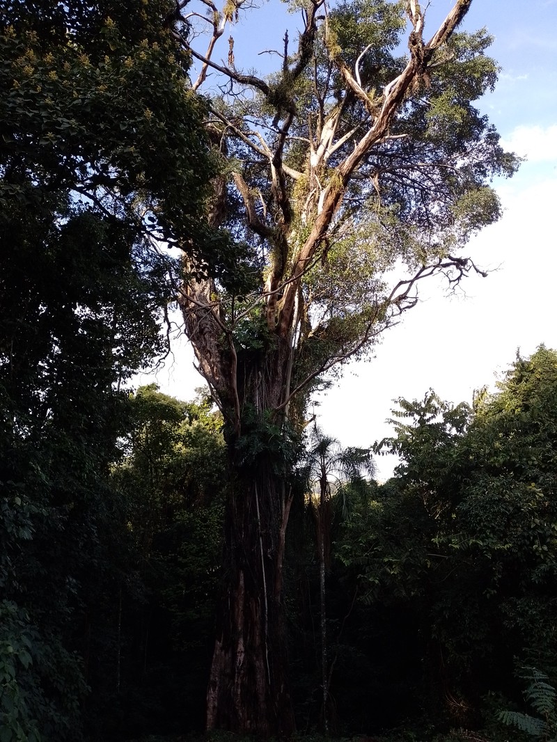 Horsebush photo 2