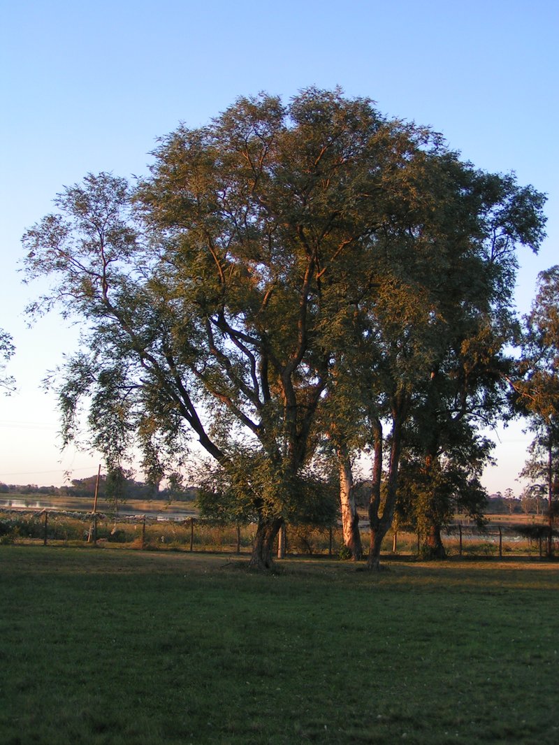 Horsebush photo 5