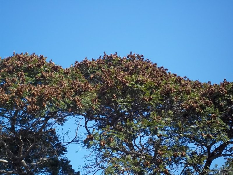 Horsebush photo 6