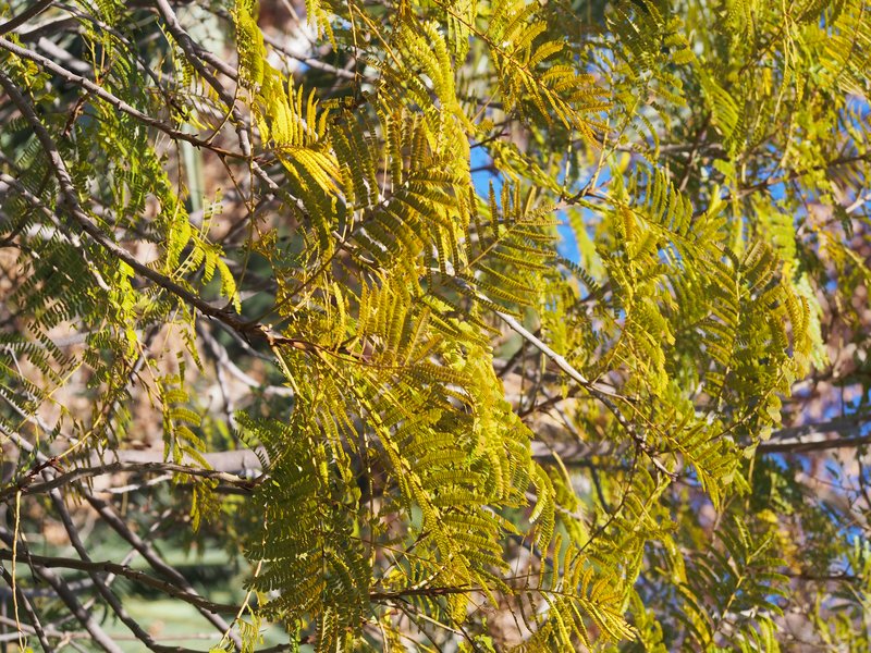 Horsebush photo 8