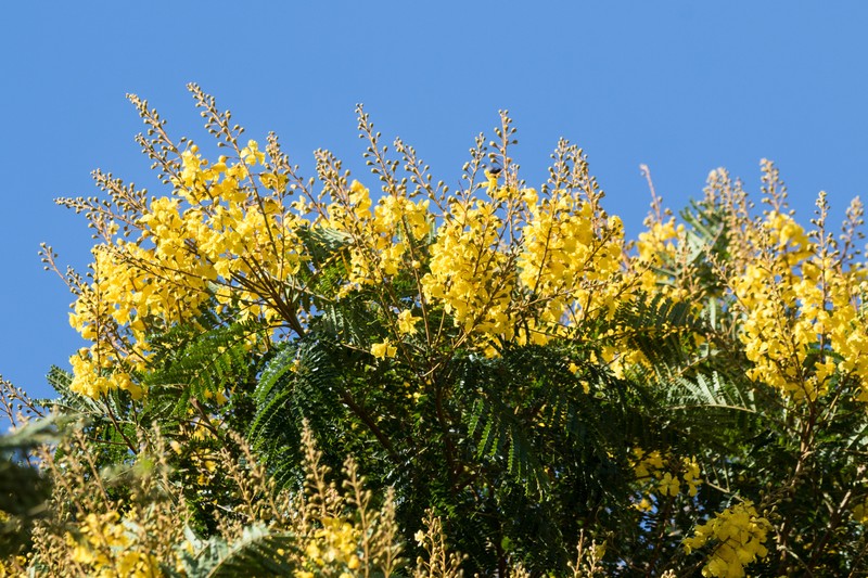 Peltophorum dubium var. dubium