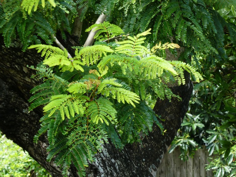 Peltophorum photo 3