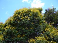 Peltophorum