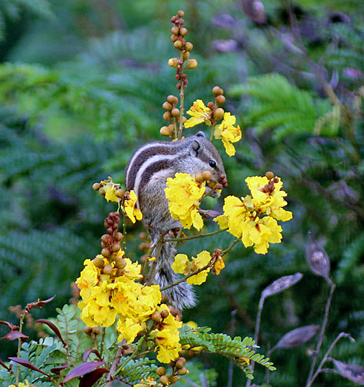 Peltophorum photo 4