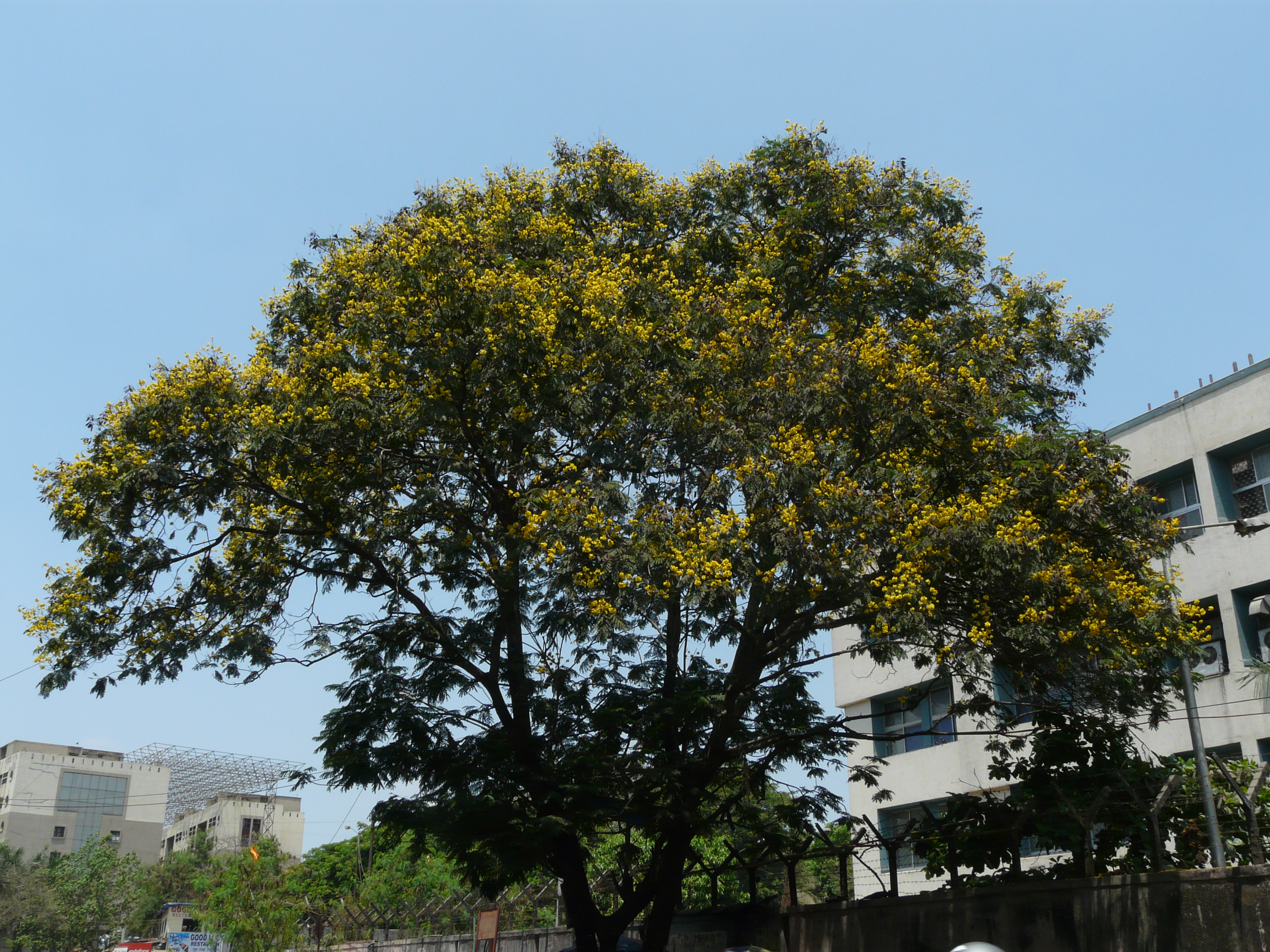Peltophorum photo 5