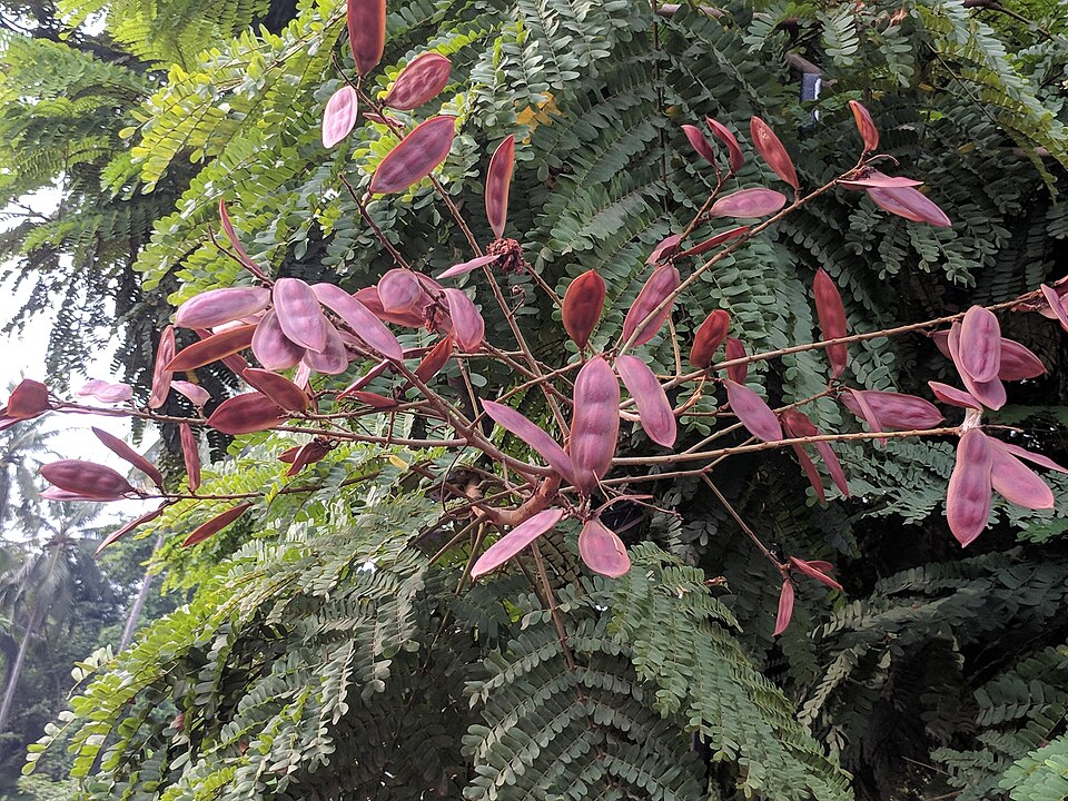 Peltophorum photo 6