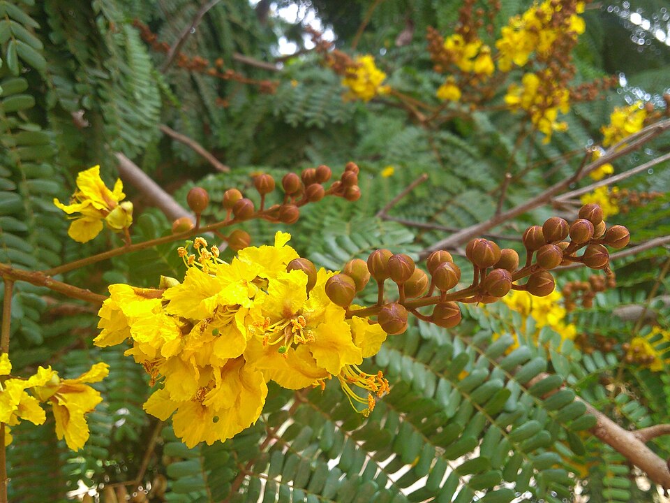 Peltophorum photo 7