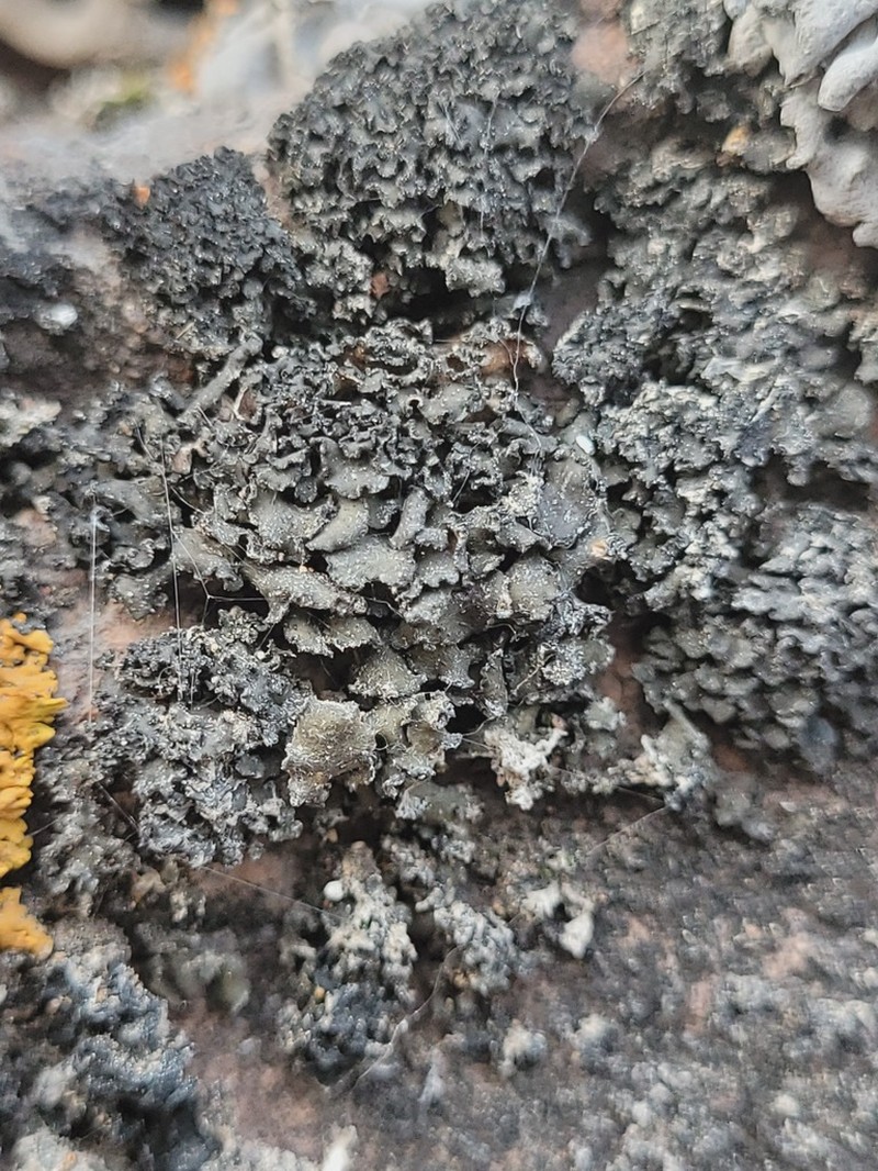 Bolander's Peltula Lichen