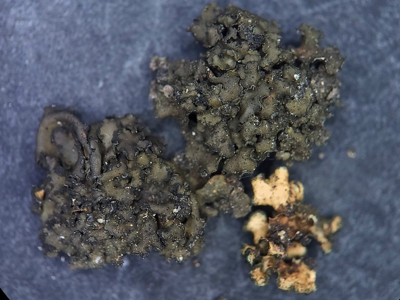 Bolander's Peltula Lichen photo 2