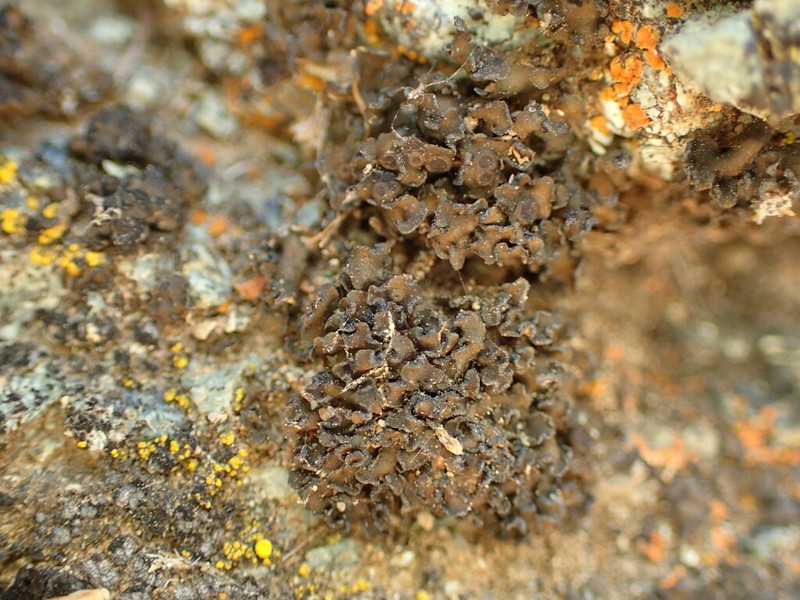 Bolander's Peltula Lichen photo 3