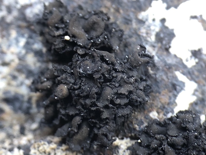 Bolander's Peltula Lichen photo 4
