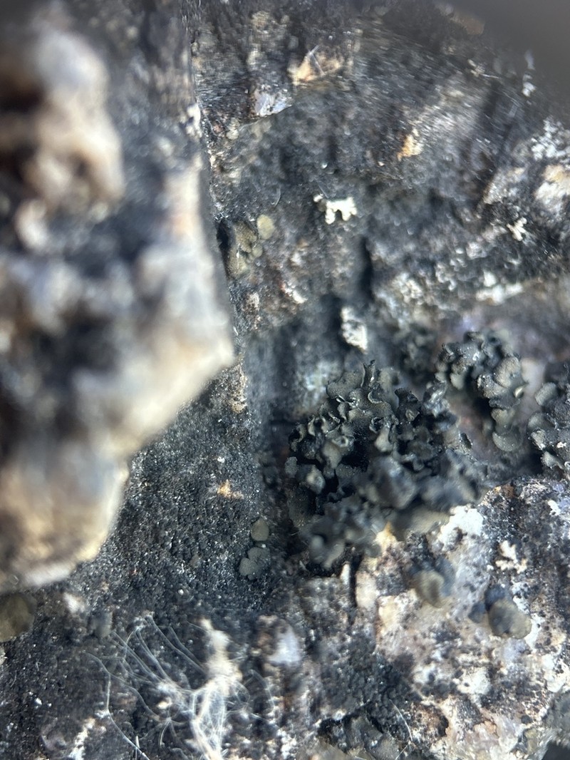 Bolander's Peltula Lichen photo 5
