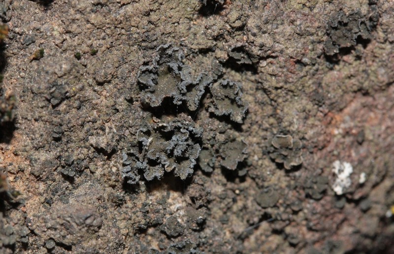 Bolander's Peltula Lichen photo 6