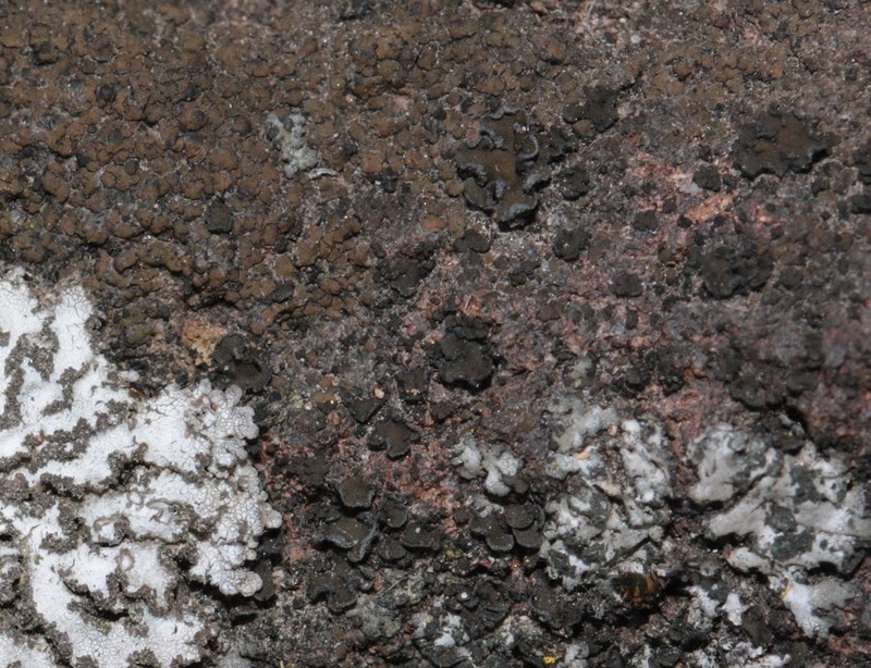 Bolander's Peltula Lichen photo 7