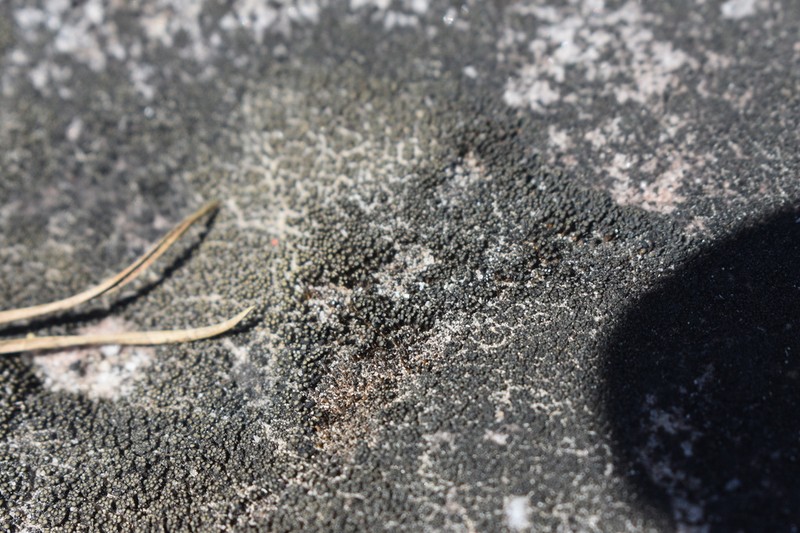 Peltula Lichen