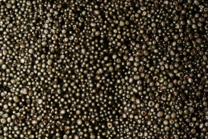Peltula Lichen photo 3