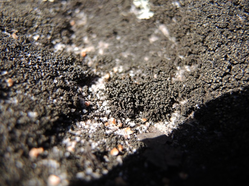 Peltula Lichen photo 4