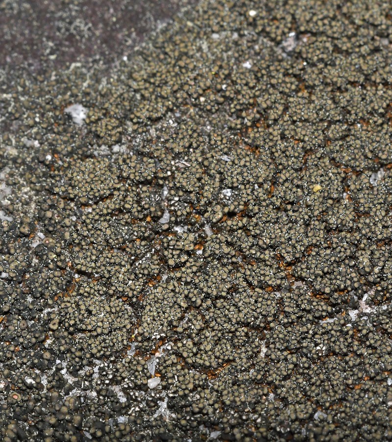 Peltula Lichen photo 5
