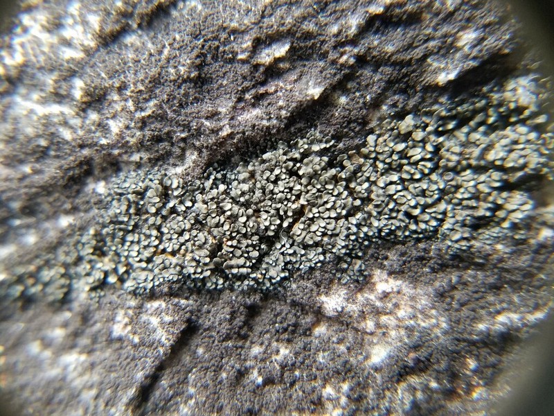 Peltula Lichen photo 6