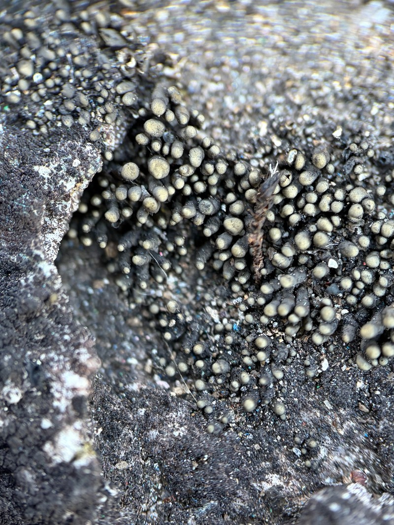 Peltula Lichen photo 7