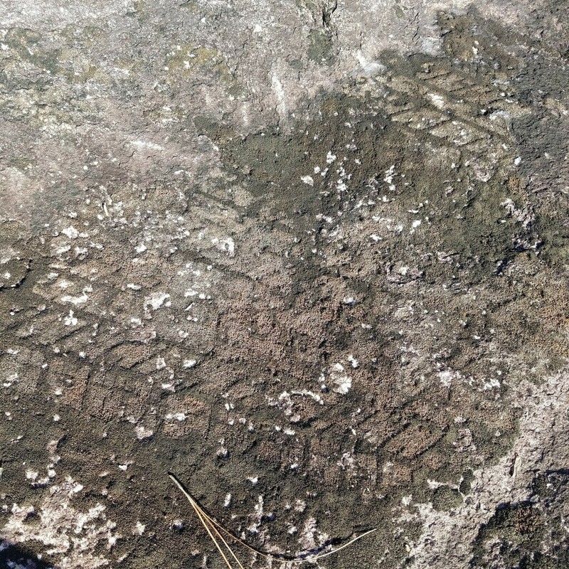 Peltula Lichen photo 8