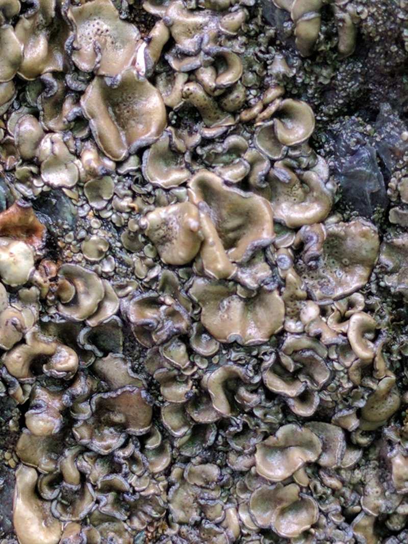 Peltula Lichen photo 5