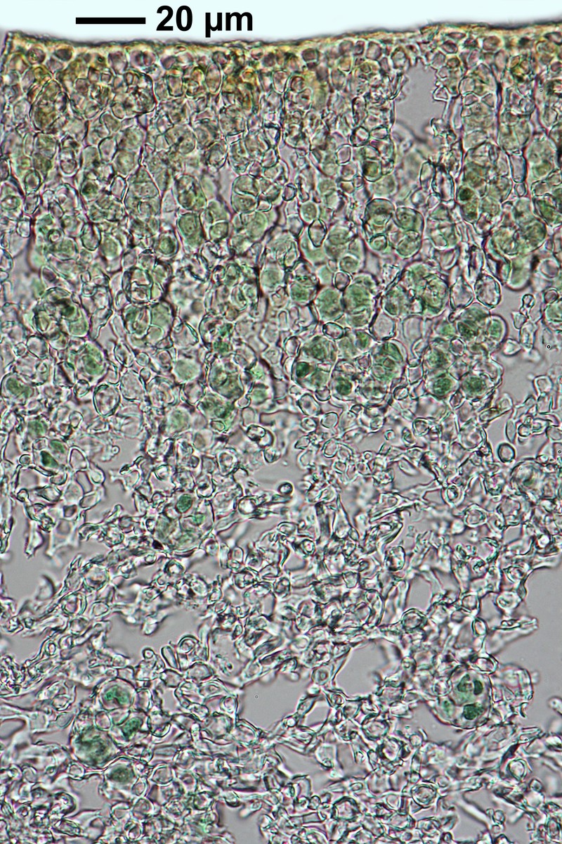 Peltula Lichen photo 6