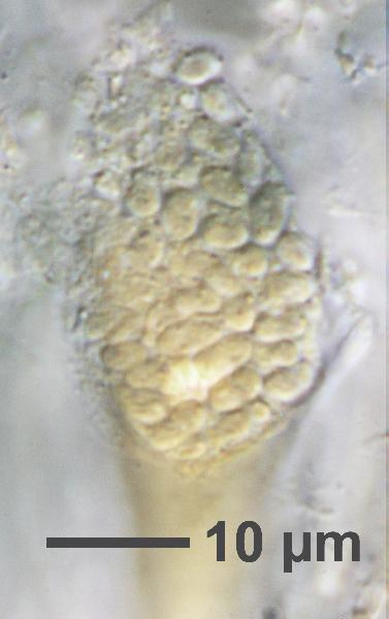 Peltula Lichen photo 7
