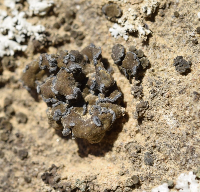 Peltula Lichen photo 6