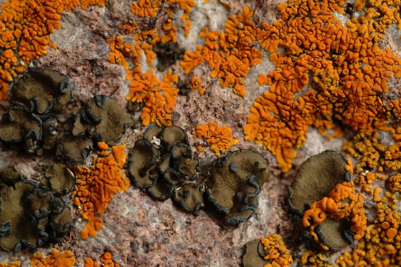 Peltula Lichen photo 7