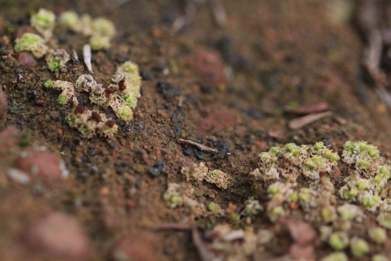 Peltula Lichen