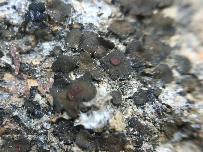 Peltula Lichen photo 4