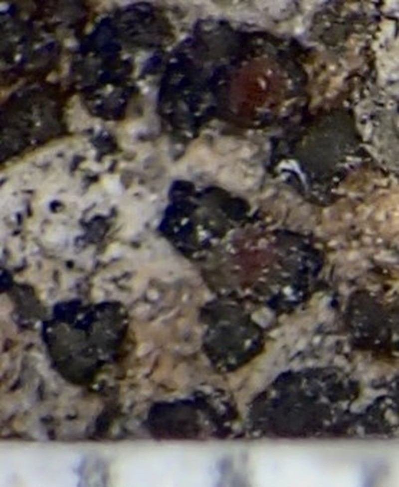 Peltula Lichen photo 5