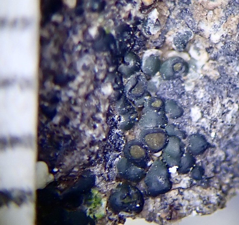 Peltula Lichen photo 6