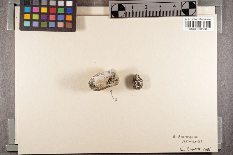Peltula Lichen