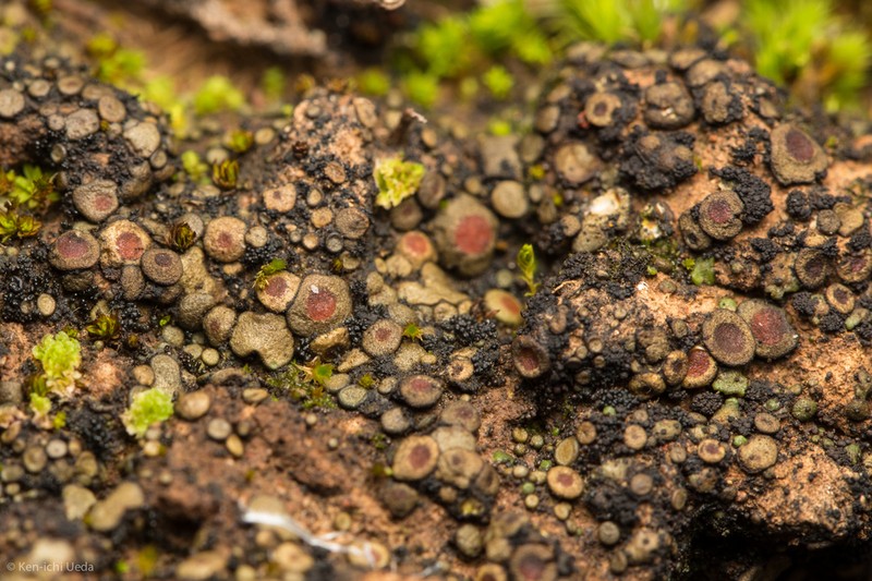 Peltula patellata